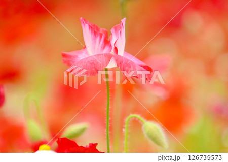 可愛くて美しいポピーの花 126739573