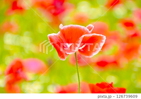 可愛くて美しいポピーの花 126739609