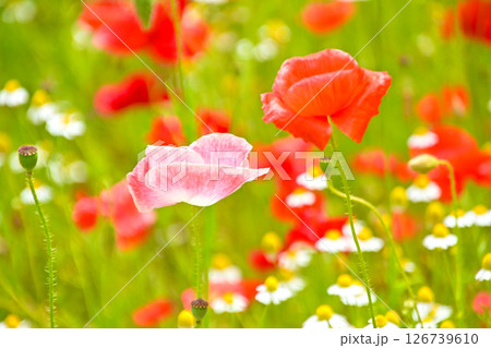 白い花とのコントラストが美しいポピーの花 126739610