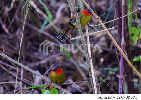 Scarlet-faced Liocichla - Liocichla ripponi is a bird in the Leiothrichidae family on branch live in nature. Scarlet-faced Liocichla - Liocichla ripponi is a bird in the Leiothrichidae family on branch live in nature. 126739673