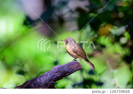 Female of Rufous-bellied Niltava live in tropical forest. Female of Rufous-bellied Niltava live in tropical forest. 126739688