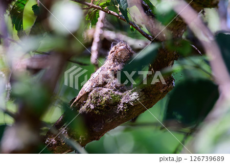 Hodgson's Frogmouth Bird or Batrachostomus hodgsoni incubates juveniles in the nest on the tree. Hodgson's Frogmouth Bird or Batrachostomus hodgsoni incubates juveniles in the nest on the tree. 126739689