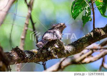 Hodgson's Frogmouth Bird or Batrachostomus hodgsoni incubates juveniles in the nest on the tree. Hodgson's Frogmouth Bird or Batrachostomus hodgsoni incubates juveniles in the nest on the tree. 126739691