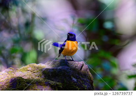 Male of Rufous-bellied Niltava live in tropical forest. Male of Rufous-bellied Niltava live in tropical forest. 126739737