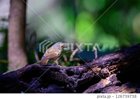 Female of Rufous-bellied Niltava live in tropical forest. 126739738