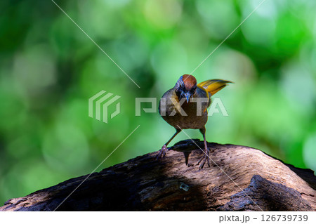 Silver-eared Laughingthrush(Trochalopteron melanostigma) foraging and pery live in nature. 126739739