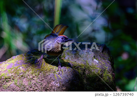 Silver-eared Laughingthrush(Trochalopteron melanostigma) foraging and pery live in nature. 126739740