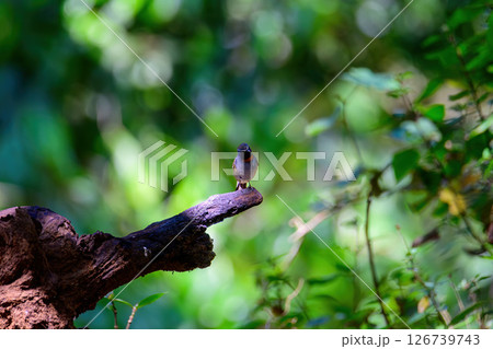 Rufous-gorgeted flycatcher, Orange gorgetted Flycatcher is dark grey to brown bird live in nature. Rufous-gorgeted flycatcher, Orange gorgetted Flycatcher is dark grey to brown bird live in nature. 126739743