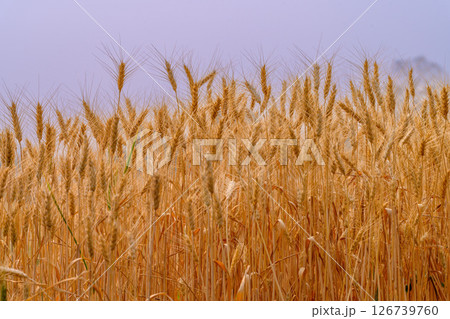 Golden field of wheat in a summer day. Golden field of wheat in a summer day. 126739760