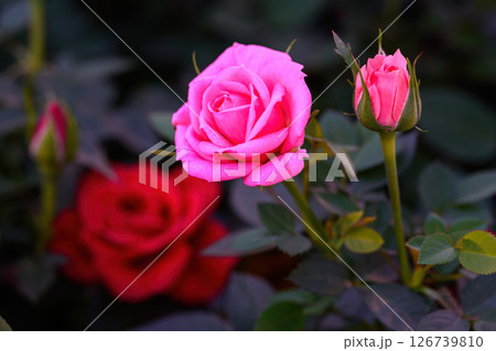 Pink Spray Rose Lovely flowers blooming in the garden, in Thailand. 126739810