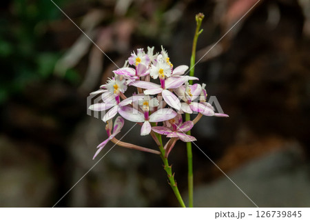 着生ランであるエビデンドラム【ラン科エピデンドラム属】 126739845