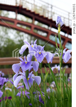 ロマンチック茨城（徳川光圀も訪れたと伝わる太鼓橋を背景にアヤメが咲き誇る。）潮来市 あやめ祭り 126740031