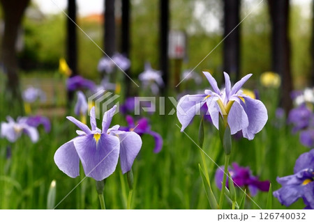 ロマンチック茨城（アヤメ・カキツバタ多種ありますが全ては、アヤメ科あやめ属です。) 潮来市あやめ祭り 126740032