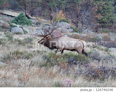 斜面をゆっくり歩く立派な角を持つオスのエルク 斜面をゆっくり歩く立派な角を持つオスのエルク 126740246