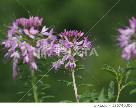 可憐なピンク色のセイヨウフウチョウソウの花 126740306