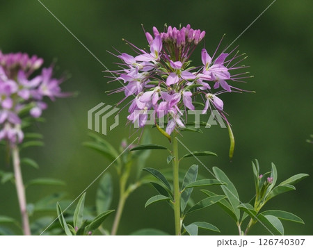 ピンク色の可憐なビープラントの花 126740307