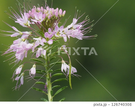 一輪のビープラントのピンク色の花 126740308