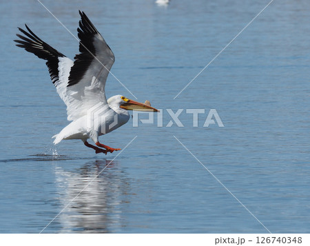 飛び立とうとしているアメリカシロペリカン 飛び立とうとしているアメリカシロペリカン 126740348