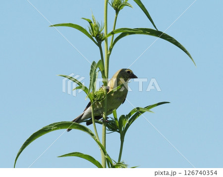植物の茎にとまるヒメキンヒワのメス 126740354