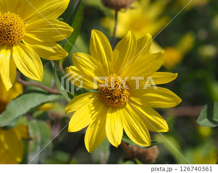 黄色いマキシミリアンヒマワリの花 黄色いマキシミリアンヒマワリの花 126740361