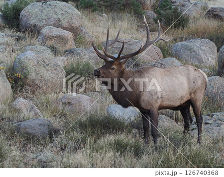 岩がゴロゴロしている所に立つ立派の角のエルク 岩がゴロゴロしている所に立つ立派の角のエルク 126740368