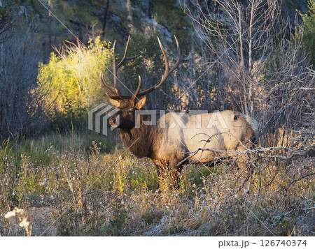 朝日を浴びる立派なオスのエルク 朝日を浴びる立派なオスのエルク 126740374
