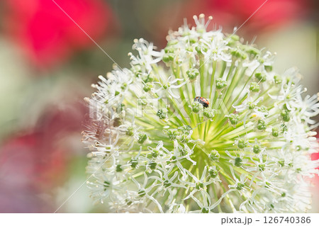 アリュームの花に止まるクロボシツツハムシ アリュームの花に止まるクロボシツツハムシ 126740386