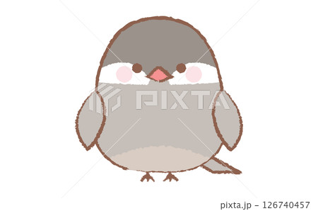 かわいい文鳥の手描き風のイラスト 126740457