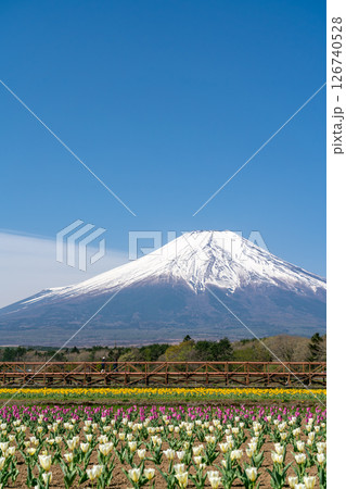 【山梨県】快晴の中の富士山と満開のカラフルなチューリップ 126740528