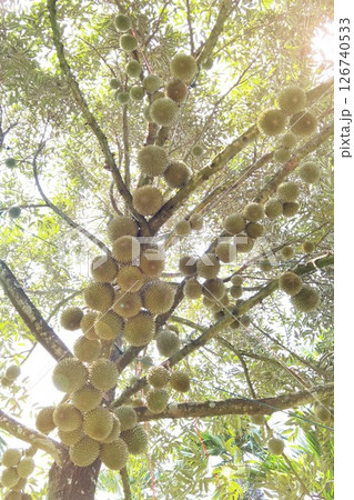 Close up of durians hanging Close up of durians hanging 126740533