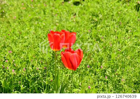 緑の草原に咲く赤いチューリップ 緑の草原に咲く赤いチューリップ 126740639