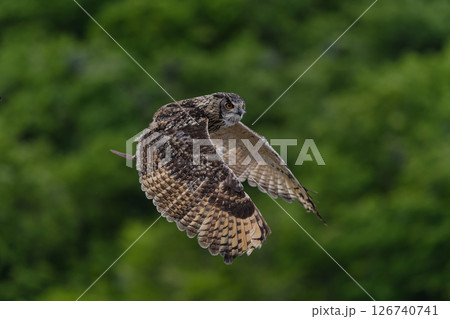 森の中を飛翔するフクロウ 126740741