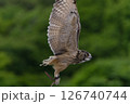 森の中を飛翔するフクロウ 森の中を飛翔するフクロウ 126740744