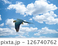 青空や夕空を飛翔する青く綺麗なインコ 青空や夕空を飛翔する青く綺麗なインコ 126740762