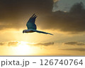 青空や夕空を飛翔する青く綺麗なインコ 青空や夕空を飛翔する青く綺麗なインコ 126740764