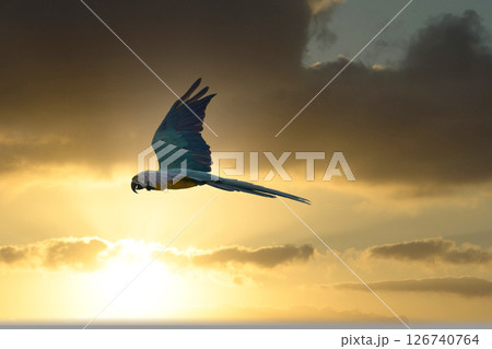 青空や夕空を飛翔する青く綺麗なインコ 126740764