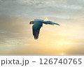 青空や夕空を飛翔する青く綺麗なインコ 青空や夕空を飛翔する青く綺麗なインコ 126740765