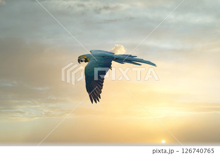 青空や夕空を飛翔する青く綺麗なインコ 126740765