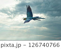 青空や夕空を飛翔する青く綺麗なインコ 青空や夕空を飛翔する青く綺麗なインコ 126740766