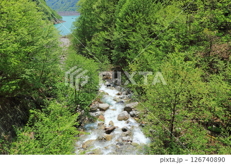 初夏の七倉登山口 大町市 初夏の七倉登山口 大町市 126740890