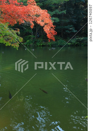 紅葉のある庭園 126740897