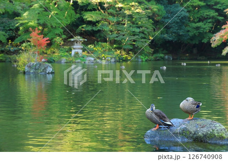 紅葉のある庭園 126740908