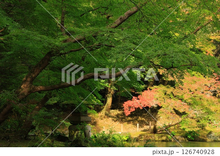 紅葉のある庭園 紅葉のある庭園 126740928
