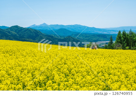 三ノ倉高原菜の花畑:磐梯山を望む 三ノ倉高原菜の花畑:磐梯山を望む 126740955
