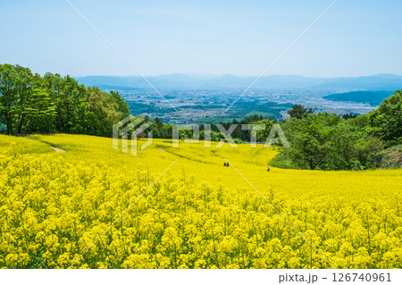三ノ倉高原菜の花畑 126740961