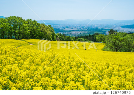 三ノ倉高原菜の花畑 三ノ倉高原菜の花畑 126740976