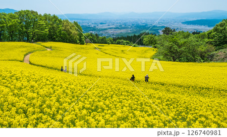 三ノ倉高原菜の花畑 126740981