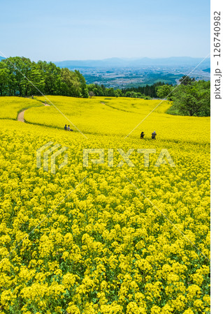 三ノ倉高原菜の花畑 126740982
