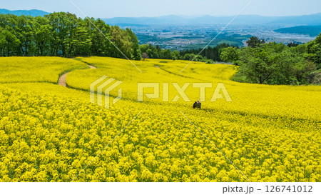 三ノ倉高原菜の花畑 126741012