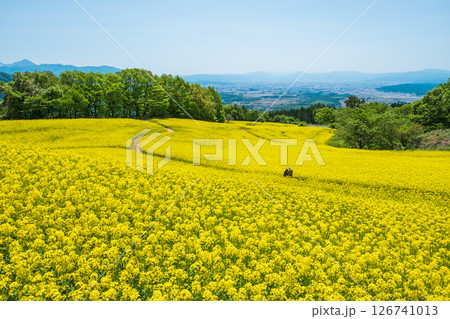 三ノ倉高原菜の花畑 126741013